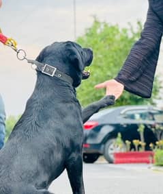 black Labrador fully vaccinated