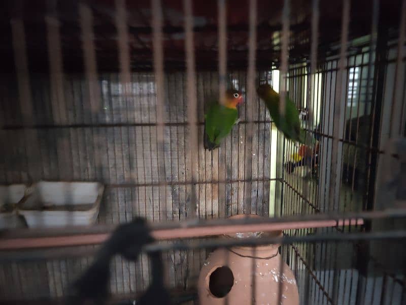 2 pair pathhe sada fisher love bird parrot 1