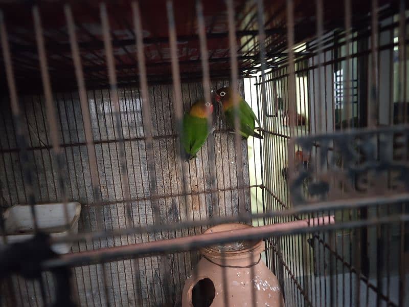 2 pair pathhe sada fisher love bird parrot 2