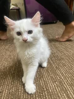 Persian kittens for sale