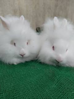 loinhead & English angora rabbit bunnies