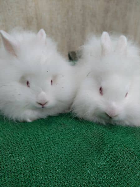 loinhead & English angora rabbit bunnies 0