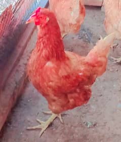 lohman brown healthy hens 10 month age