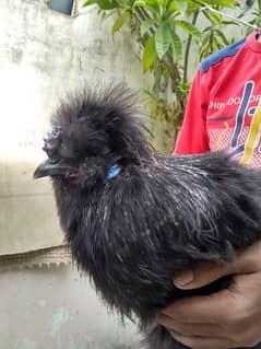 buff heavy chochen black and gray dono male hai