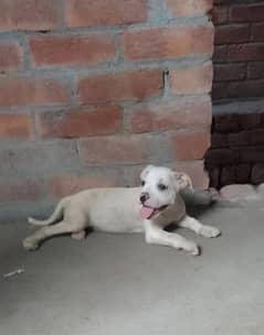 American Pitbull Female Puppy. . . . .