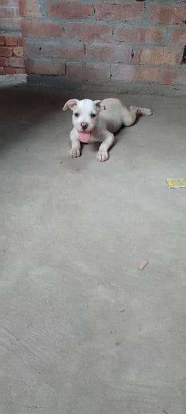 American Pitbull Female Puppy. . . . . 3