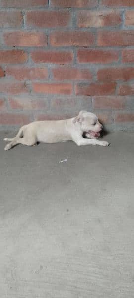 American Pitbull Female Puppy. . . . . 8