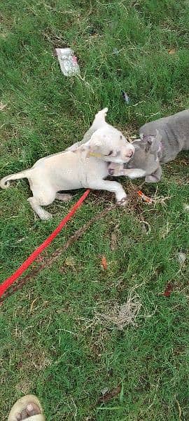 American Pitbull Female Puppy. . . . . 9