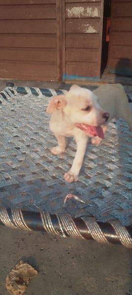 American Pitbull Female Puppy. . . . . 10