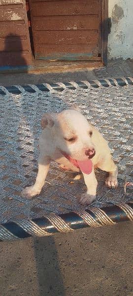 American Pitbull Female Puppy. . . . . 11