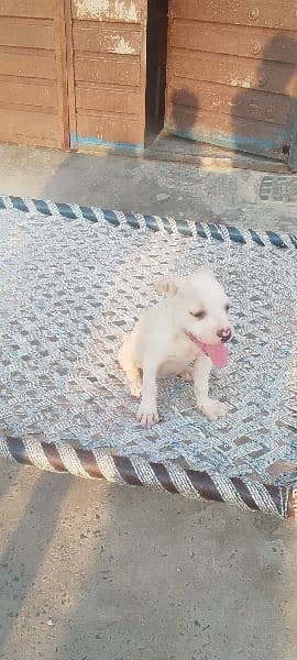 American Pitbull Female Puppy. . . . . 16