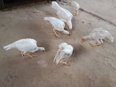 white Aseel chicks