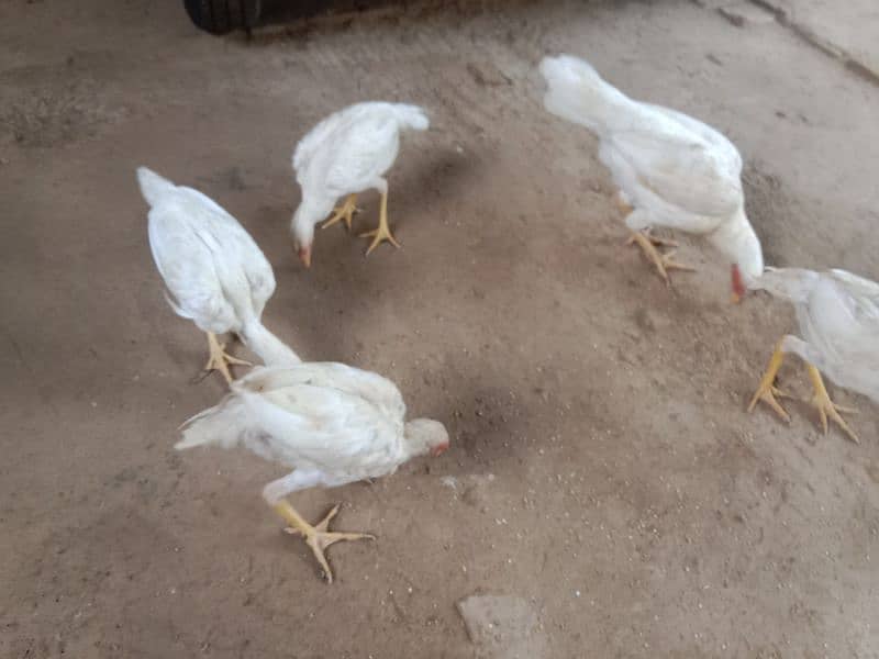 white Aseel chicks 3