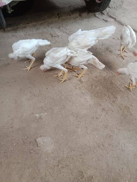 white Aseel chicks 5