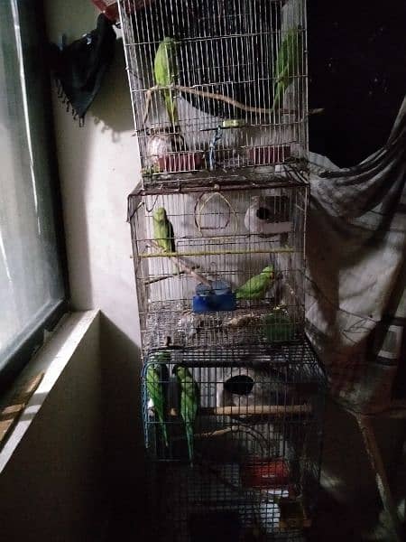 green parrots set up for sale. . . serious buyer required please 4