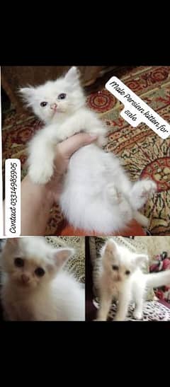 Persian cats for sale