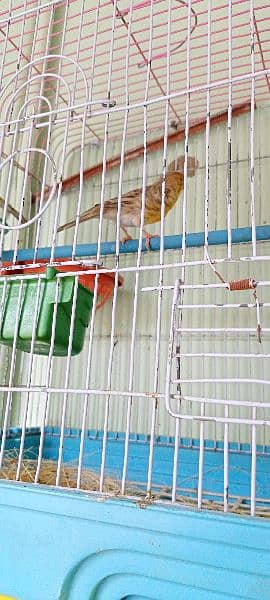 canary pair 0