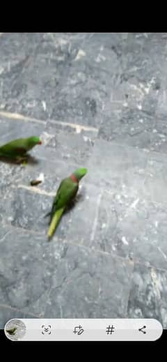 Pahari Raw Breeder Pair 0