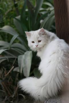 White Persian CaT