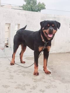 Rottweiler