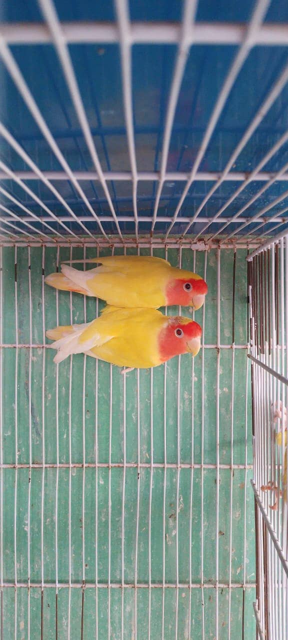 Lutino breeder pair 0