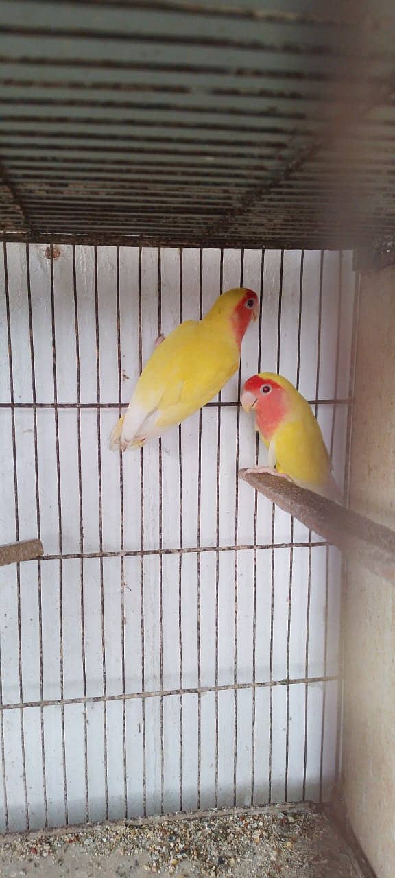 Lutino breeder pair 2