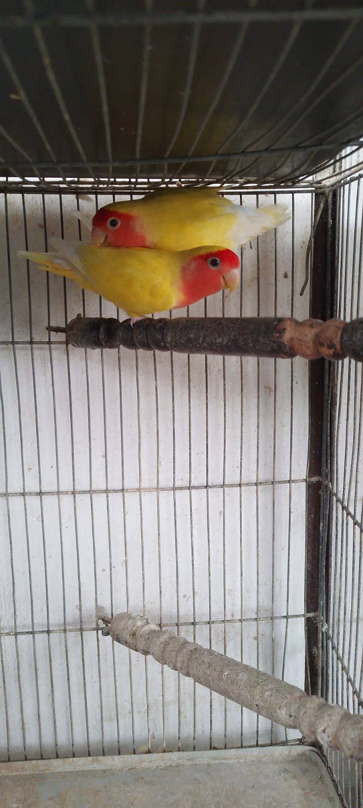 Lutino breeder pair 4