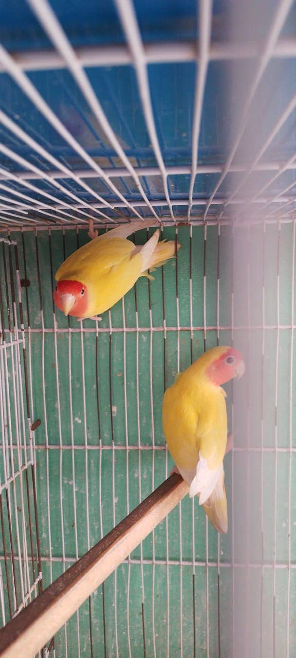 Lutino breeder pair 6