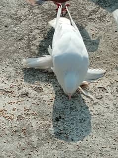 white Pomeranian pouter fancy pigeons