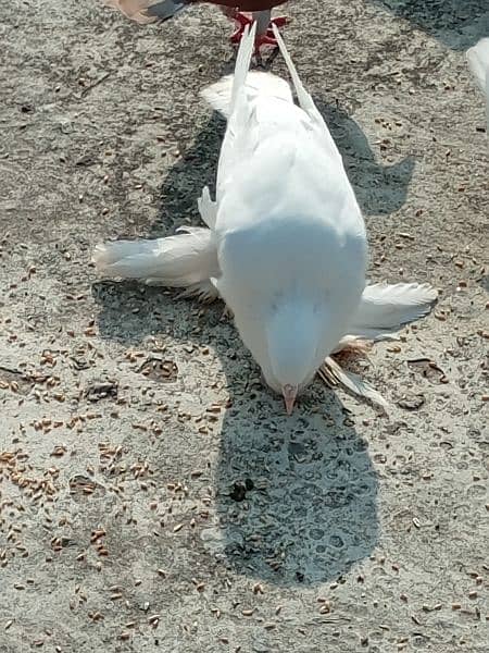 white Pomeranian pouter fancy pigeons 0