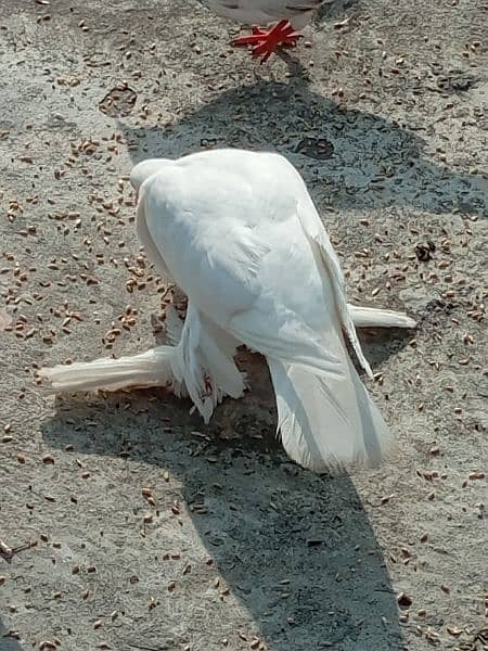 white Pomeranian pouter fancy pigeons 1