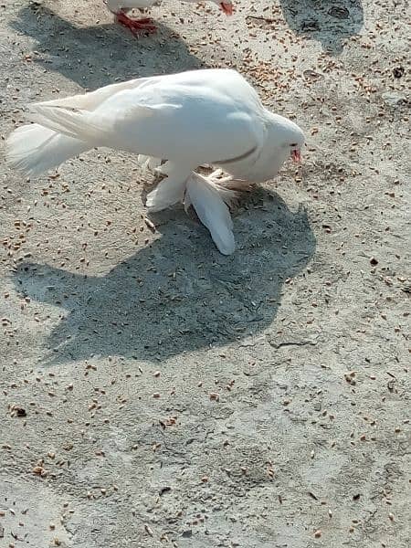 white Pomeranian pouter fancy pigeons 2