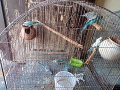 5 pair Australian birds total 10 sath pinjara