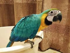 MACAW