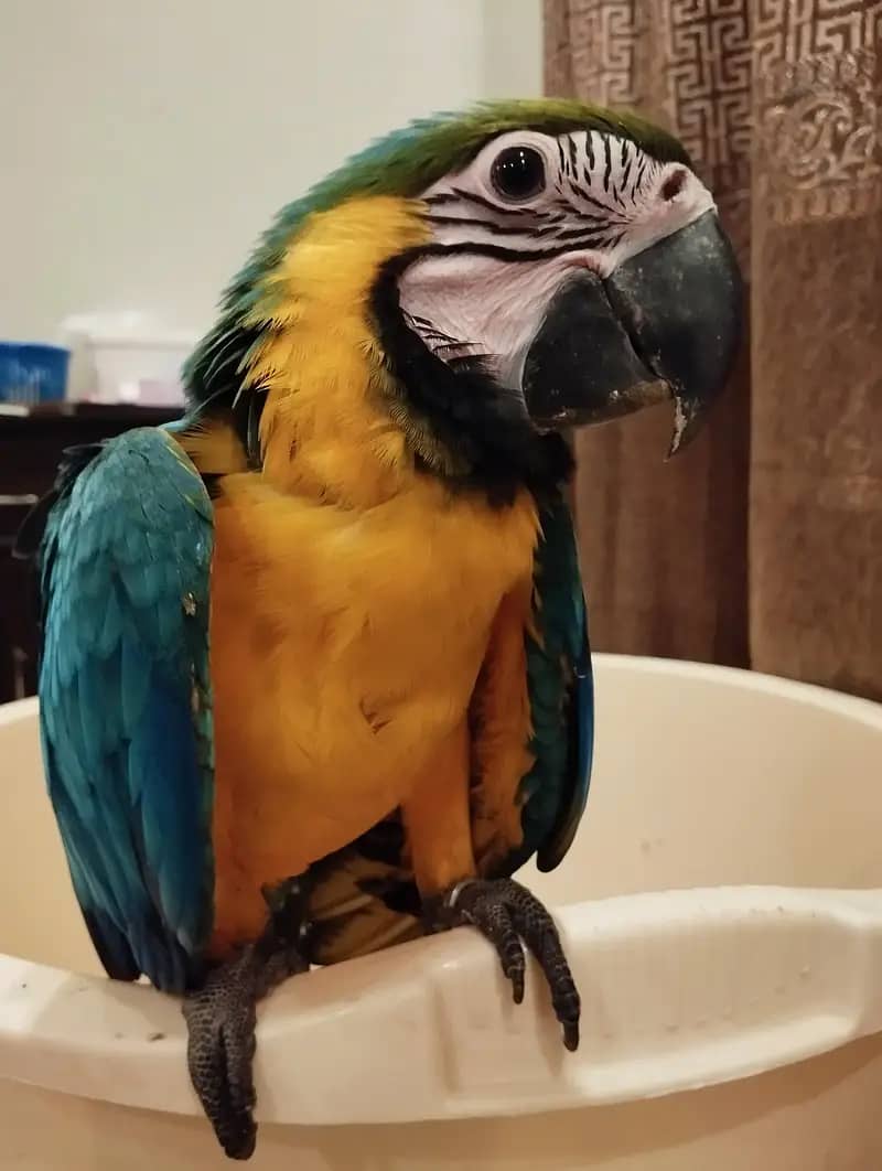 MACAW 1