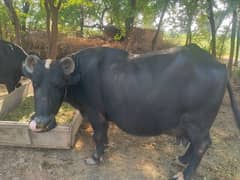 Ravi Buffalo