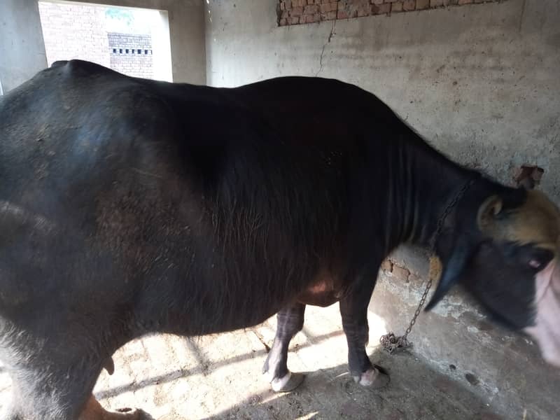 Buffalo for sell / sony wali bhanse / بھینس /milk capacity 20 kg 1