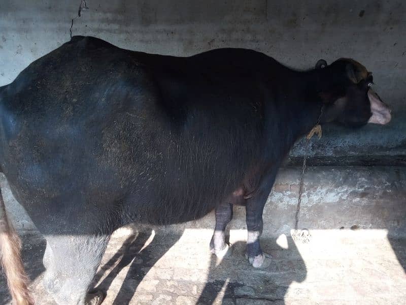 Buffalo for sell / sony wali bhanse / بھینس /milk capacity 20 kg 3