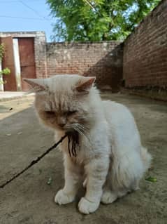 Persian cats for sale