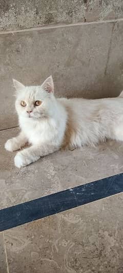 Persian cat