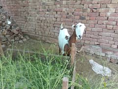 sheep and goat for sale healthy and active