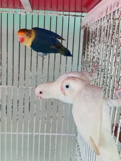 3 pair albino red eye pair