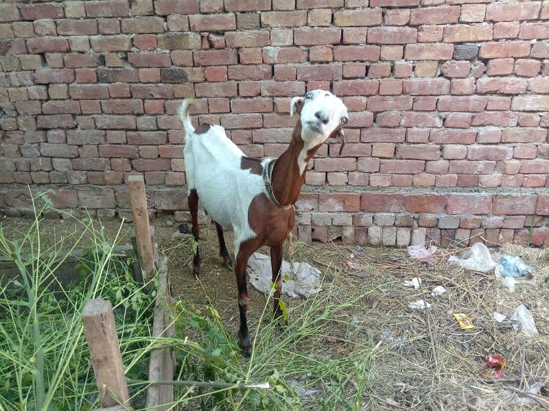 goat and sheep 2now sale krni hain 10