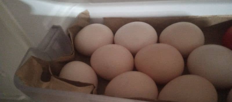 Aseel heera fertile eggs 1