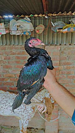 Mushky pathy Mianwali Breed 0