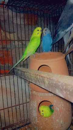 budgie pair for sale brider pair