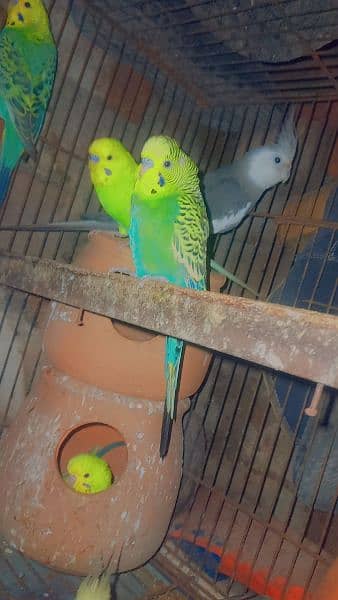 budgie pair for sale brider pair 3