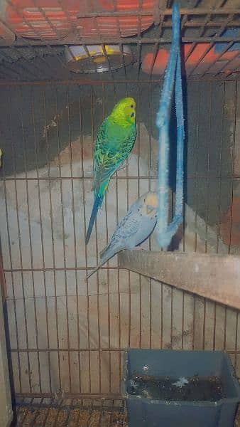 budgie pair for sale brider pair 4