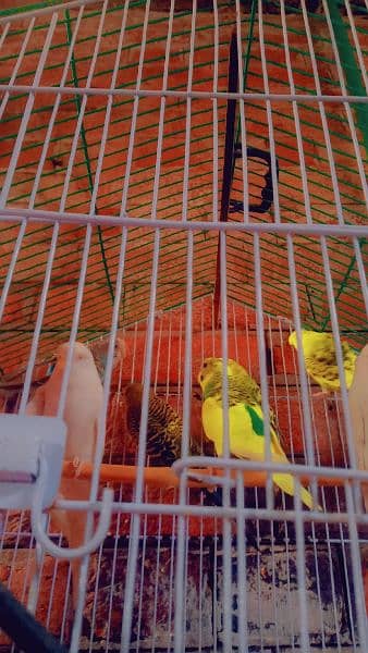 budgie pair for sale brider pair 5