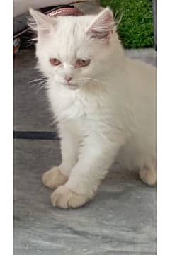 Persian kittens , vaccinated, doll face,  for sale . Fully Trained